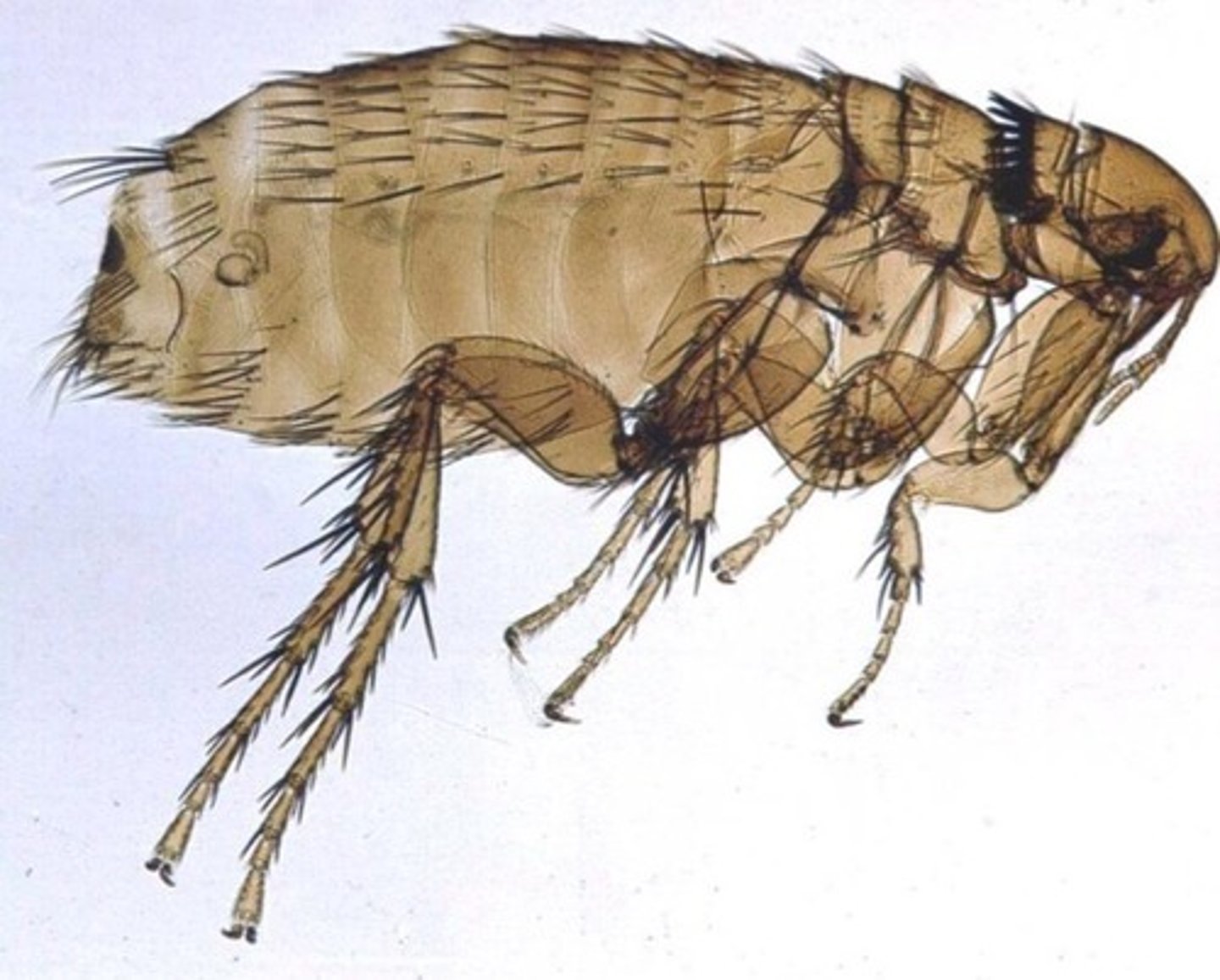 <p>vlooien</p>