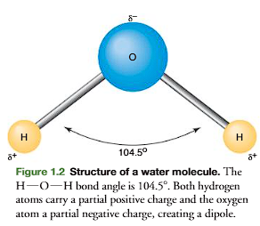 <p>dynamic interaction of individual water molecules leads to a dynamic “water struc-ture” in aqueous systems. (an <strong><u>interaction of individual </u>water molecules leads </strong>to a <strong>dynamic water <u>structure</u> in aqueous systems</strong>) </p><p>A <strong>water molecule</strong> is <strong>formed</strong> when <strong>two hydrogen atoms</strong> <u>share their electrons with an unshared pair of electrons of an oxygen atom (Figure 1.2). (read it again, it makes sense, the unshared pair of electrons from oxygen becomes shared with the electrons from hydrogen) (from the book, OR, </u><strong>A water molecule is formed when an oxygen atom shares two of its unpaired electrons, each with the single electron from a hydrogen atom, creating two covalent O-H bonds</strong></p><p>This creates a partial positive charge on both hydrogens and a partial negative charge on oxygen. The bond angle between hydrogens and oxygen is 104.5, making the molecule<strong> electrically asymmetric (charges are not evenly spaced),</strong> and thus producing an<strong> electric dipole (electric dipole= polar)</strong></p><ul><li><p class="ds-markdown-paragraph">Water’s two O-H bonds are not linear but <u>bent</u> at <strong>104.5°</strong> (due to <strong>oxygen’s lone electron pairs repelling the hydrogens</strong>).</p></li><li><p class="ds-markdown-paragraph">This <strong>asymmetric shape</strong> means the δ⁺ (H) and δ⁻ (O) <u>charges aren’t evenly spaced.</u></p></li></ul><p></p>