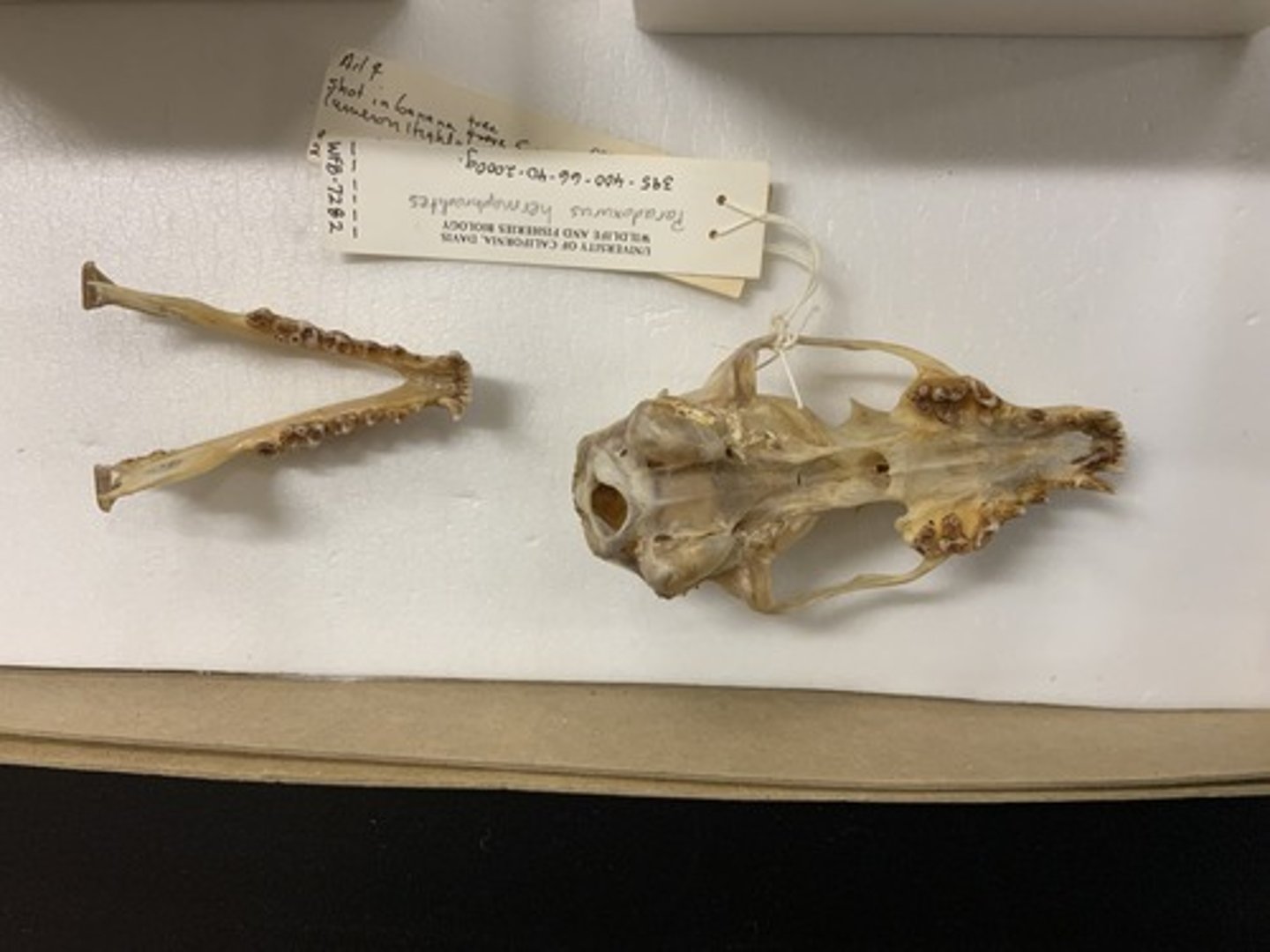 <p>Family, Suborder, Order, Infraclass, Subclass</p><p>-angled division in auditory bullae</p><p>-longer rostrum</p><p>-tribosphenic molar; last molar not constricted</p>