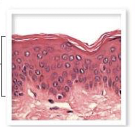 <p>have many stacked layers of cells that are constantly being replaced</p>