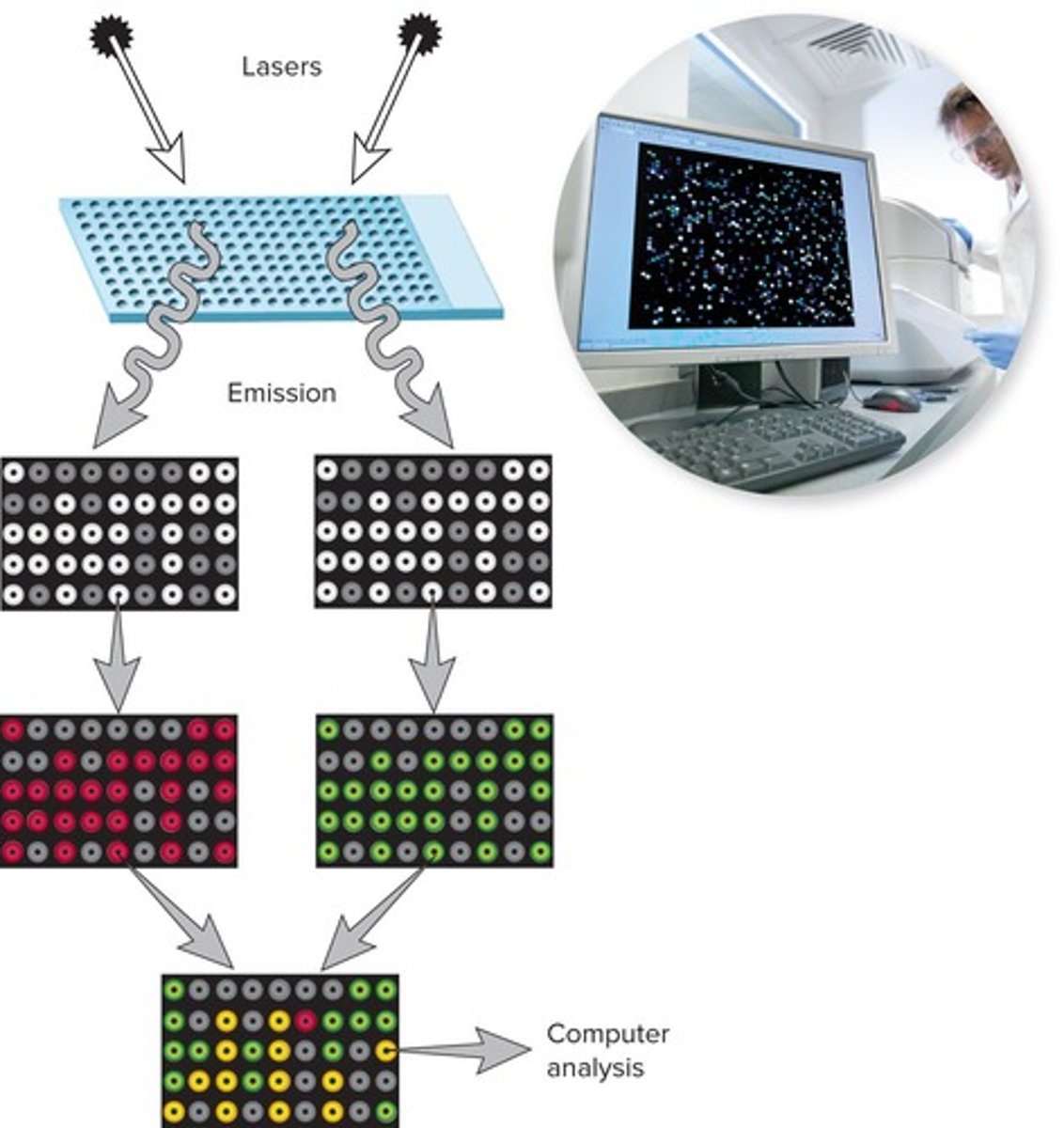 <p>Chips containing gene sequences from various infectious agents that can hybridize with matching sequences.</p>