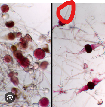 <p>what is this?</p><p>what is circled?</p>