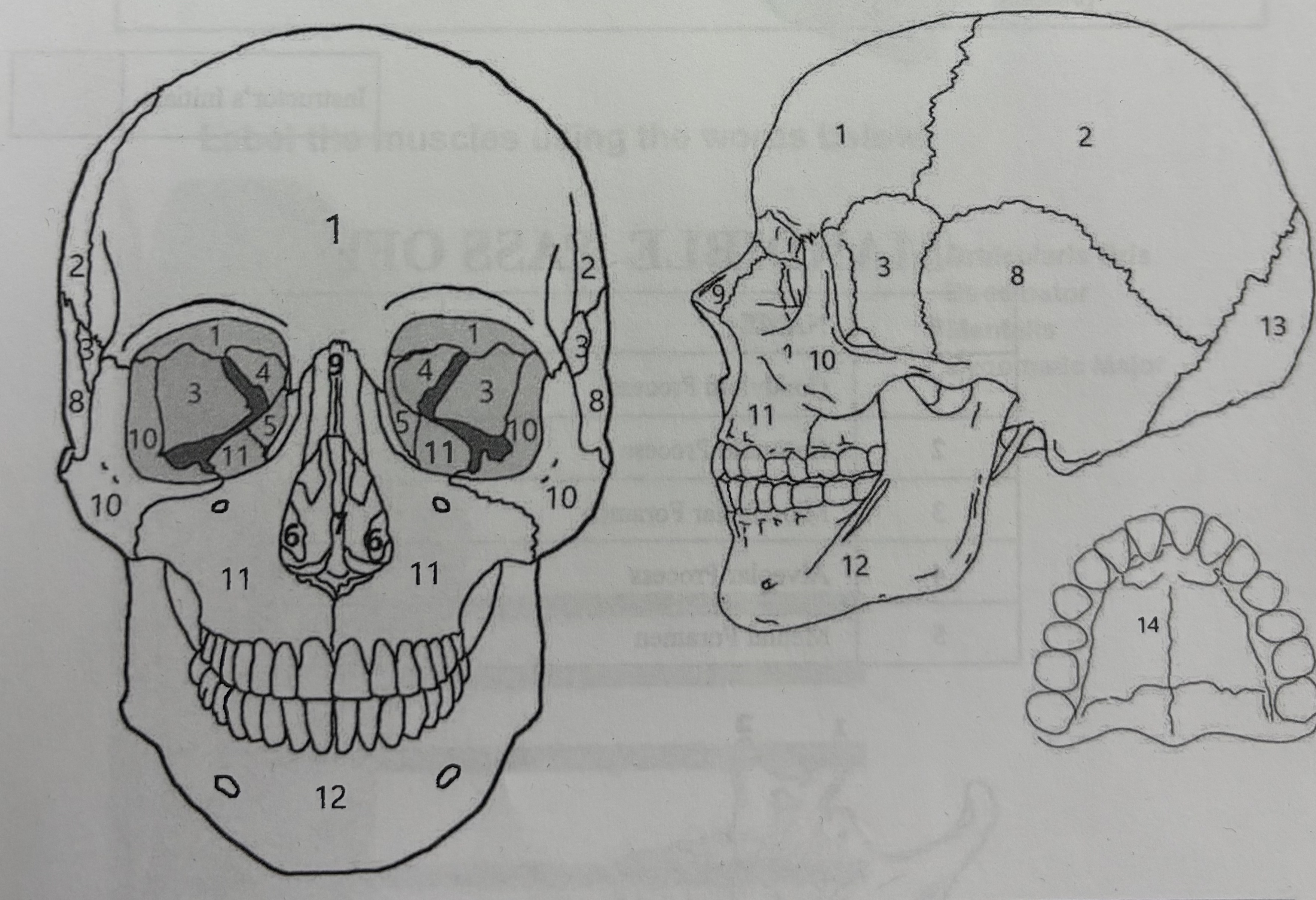 <p>What bone is 5?</p>