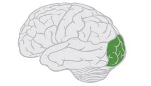 <p>processes images from the eyes that link that information with images stored in memory, damage here can cause blindness</p>