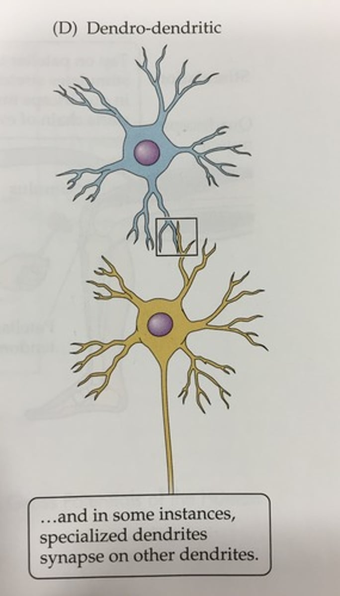 <p>dendro-dendritic</p>