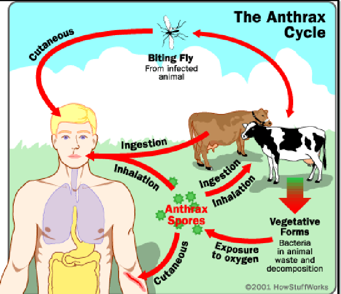 <ul><li><p><span><span>източник на заболяването за човека са болни от антракс животни и</span></span><br><span><span>животински суровини – вълна, козина, четка за зъби, шапки, ръкавици и</span></span><br><span><span>др.</span></span></p></li><li><p><span><span>Пътища на заразяване:<br>- контактен;<br>- аерогенен;<br>- алиментарен<br>- трансмисивно – (рядко) чрез кръвосмучещи насекоми или директно от<br>почвата, съдържаща спори на антраксния бацил</span></span></p></li><li><p><span><span>входна врата - кожата или интактните лигавици на респираторния или</span></span><br><span><span>чревния тракт</span></span></p></li><li><p><span><span>инкубационният период е 1-8 дни</span></span><br><br></p></li></ul><p></p>