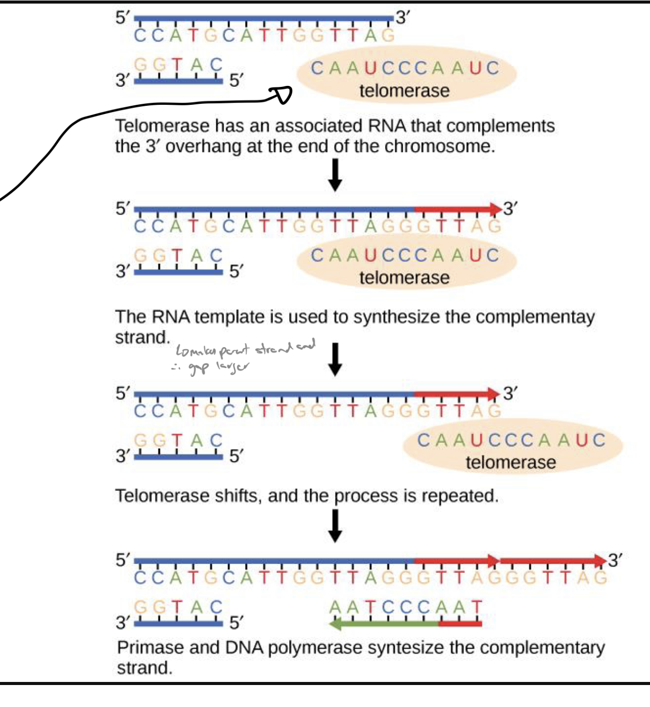 <p>has an rna sequence that compliments the telomere sequence</p><ul><li><p>EXTENDS/MAINTAINS TELOMERES</p><ul><li><p>parent dna strand is elongated using complementary telomerase sequence</p></li><li><p>primase and dna pol synthesize remainder of complimentary strand</p></li></ul></li></ul><p></p><p>in other words…</p><ul><li><p><strong>Telomerase</strong> is a special enzyme that <strong>extends the ends of linear chromosomes</strong> — specifically, the <strong>telomeres</strong>, which are repetitive DNA sequences at the tips of chromosomes</p></li><li><p>Each time a cell divides, <strong>DNA polymerase cannot fully replicate the very end</strong> of the lagging strand (this is known as the <strong>end-replication problem</strong>). Without telomerase, telomeres would get shorter with every cell division — eventually leading to cell aging or death</p></li></ul><p></p><p>note: telemerase is not in all cells (mostly just germ and stem cells ; it is not located in somatic cells → they j die when their telomeres are gone) </p>