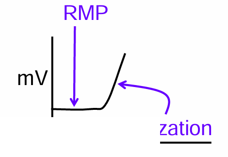 <p>membrane potential becomes more positive than resting membrane potential (RMP) </p>