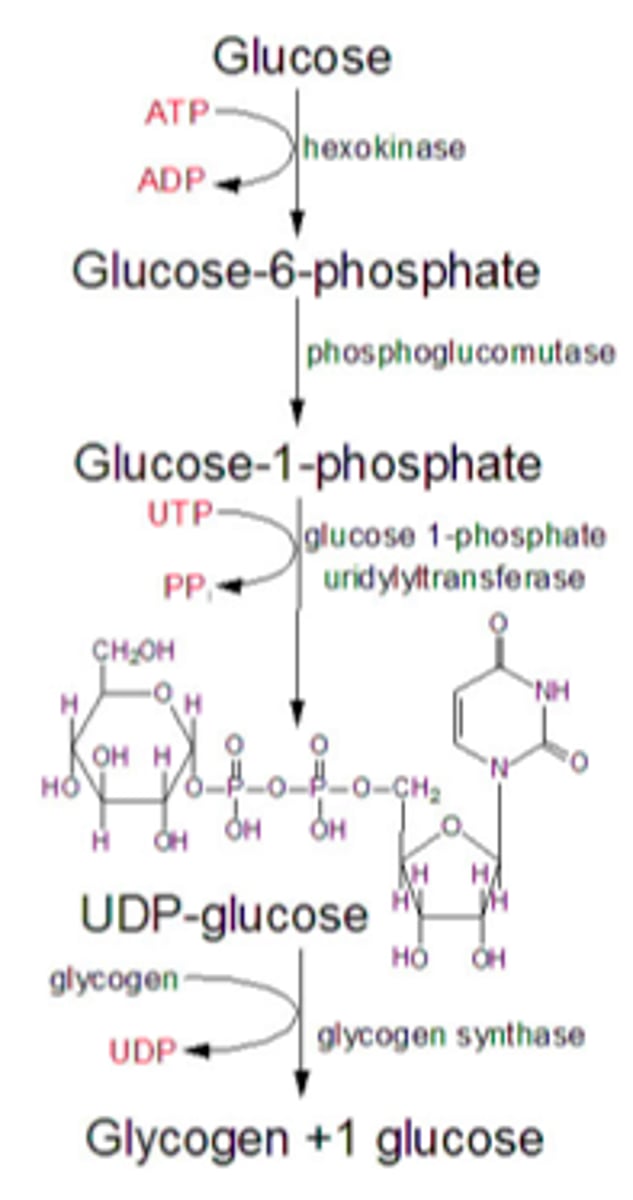 <p>synthesis of glycogen granules</p><p>begins with core protein glycogenin</p><p>glucose 6-phosphate converted to glucose 1-phosphate which is then activated by coupling to a molecule of uridine diphosphate (UDP) which permits its integration into the glycogen chain by glycogen synthase. This activation occurs when glucose 1-phosphate interacts with uridine triphosphate (UTP) forming UDP-gluocose and pyrophosphate (PPi)</p>