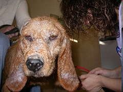 <p>Skin condition characterized by overproduction of sebum </p>