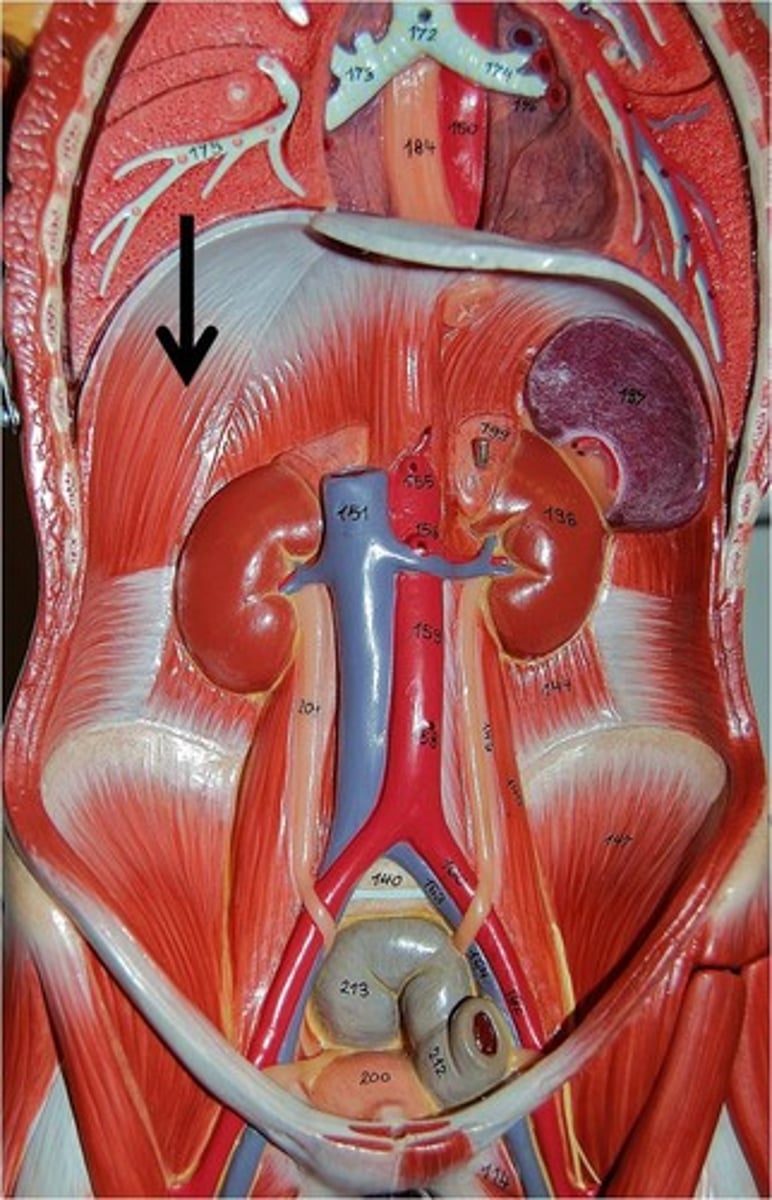 <p>Expands thoracic cavity; Compresses abdominopelvic cavity</p>