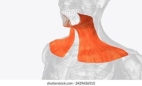 <p>What muscle is highlighted?</p>