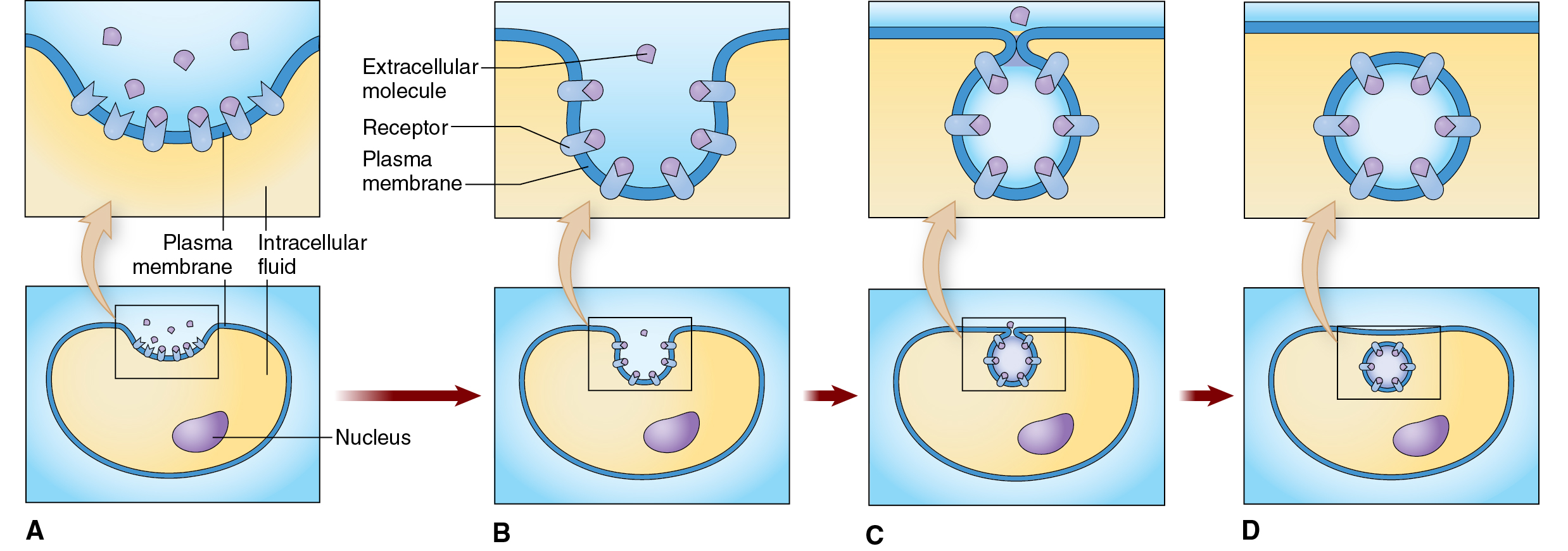 Receptor-mediated endocytosis