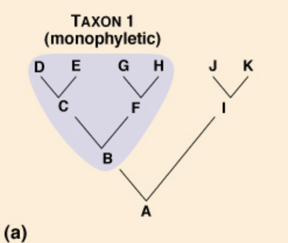 <p>It describes a group that shows its common ancestor and all of the ancestors’ descendants (aka. monophyletic group or clade).</p>