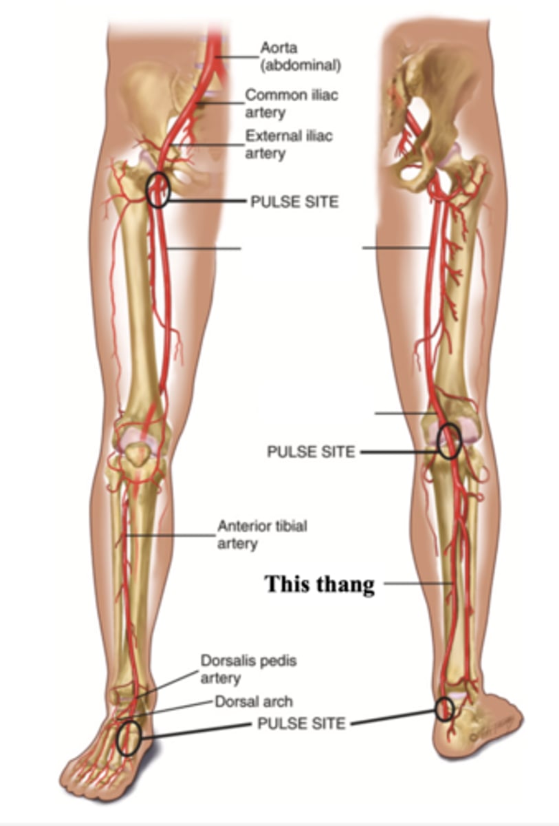 <p>The artery supplying the foot, found behind the medial ankle</p>