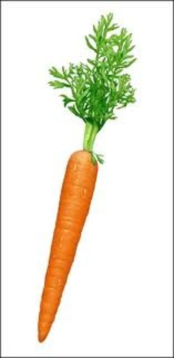 <p>carrot</p>