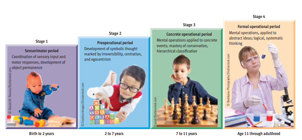 * 1) the sensorimotor period (birth-2)
* 2) the preoperational period (ages 2-7)
* 3) the concrete operational period (ages 7-11)
* 4) the formal operational period (age 11 onward)
* acknowledged that transitional ages may vary, but he was convinced that all children progress through the stages of cognitive development in the same order.