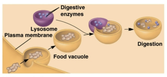 <p>Phagocytosis </p>
