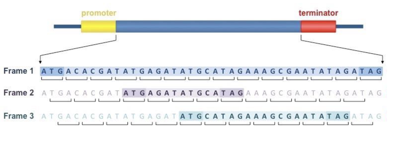 <p>3 different ways of starting to read, which may be different lengths/different amino codons</p><ul><li><p>the correct one will have a long open reading frame starting with AUG and ending with a stop codon</p></li></ul><p></p>