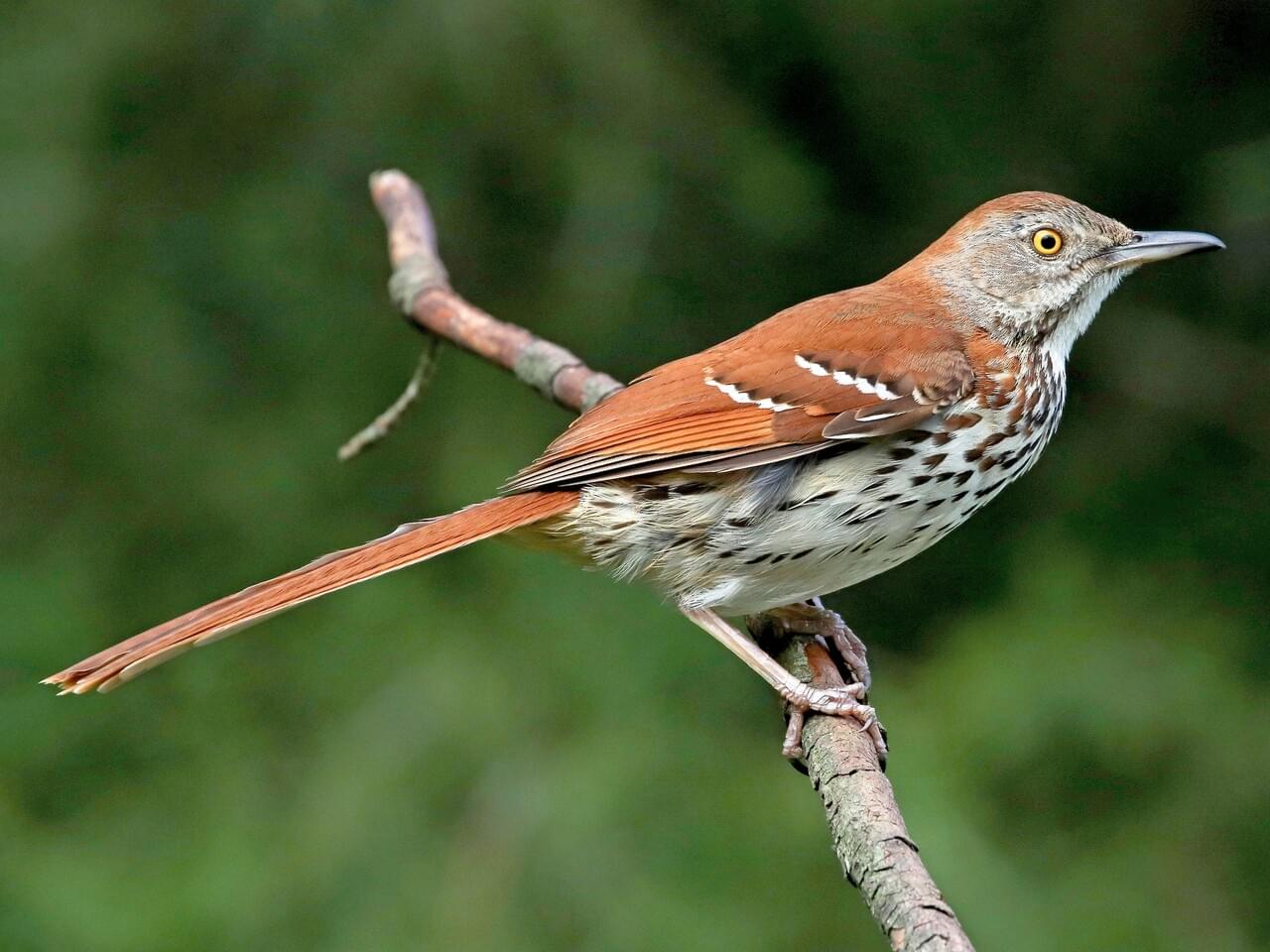 <p>Rufous above, heavily streaked below; long down-curved bill, bright yellow eyes.</p>