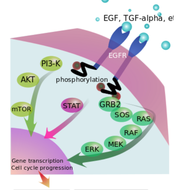 <p>Epidermal growth factor receptor (EGFR or ERBB1)</p><p>Receptor kinase</p><p>Mutation in ATP-binding pocket common</p><p>Enhance signal</p><p></p>