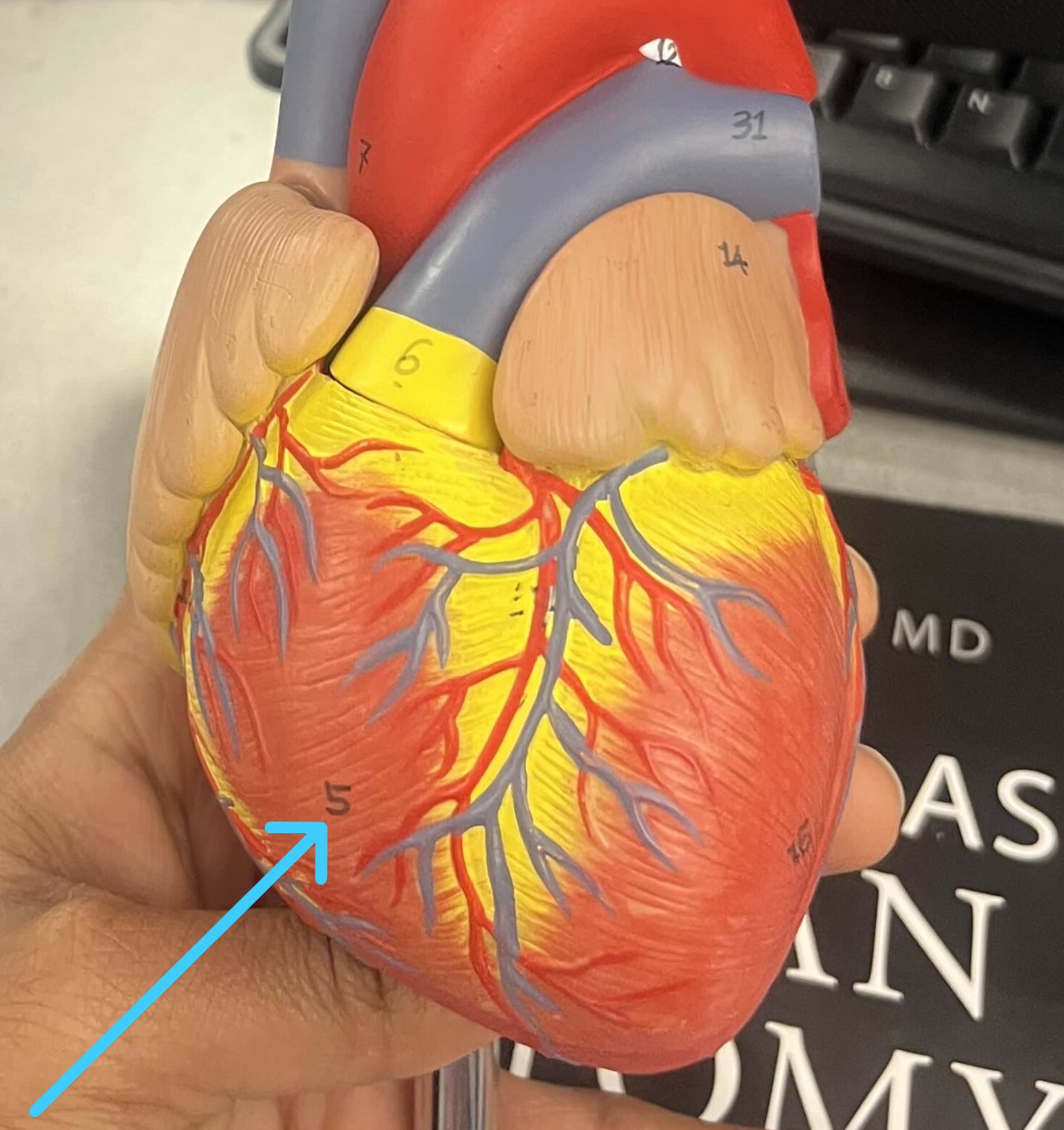 <p>Which chamber:</p><ul><li><p>Pumps blood into body into lungs</p></li><li><p>Returning blood → pump to lungs</p></li></ul><p></p>