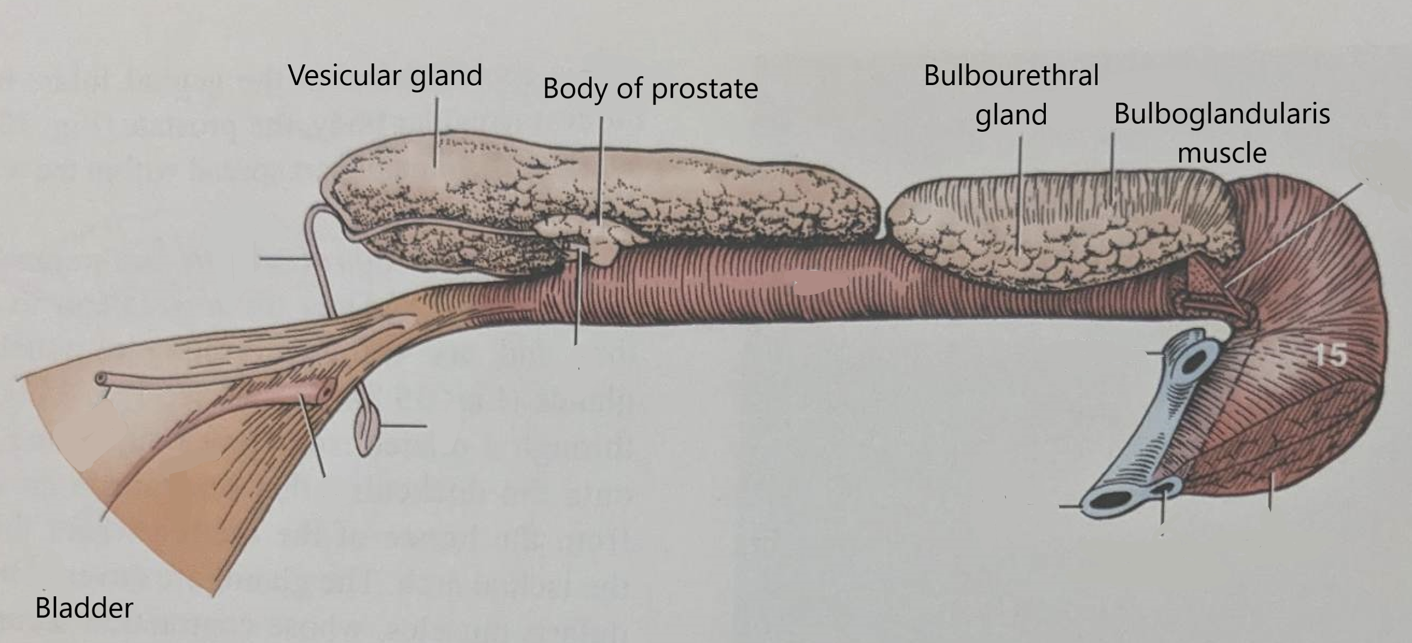 <p><strong>1) Ampulla - </strong>POORLY DEVELOPED </p><p></p><p><strong>2) Seminal vesicles (vesicular glands) -</strong> Large and lobulated, cranial extension into the abdominal cavity </p><p></p><p><strong>3) Prostate - </strong>Small and compact; diffuse in some parts</p><ul><li><p>Difficult to see; covered by bulbourethral glands)</p></li></ul><p></p><p><strong>4) Bulbourethral glands -</strong> LARGE and extensive… covers pretty much the entire dorsal length of the pelvic urethra </p><p></p>