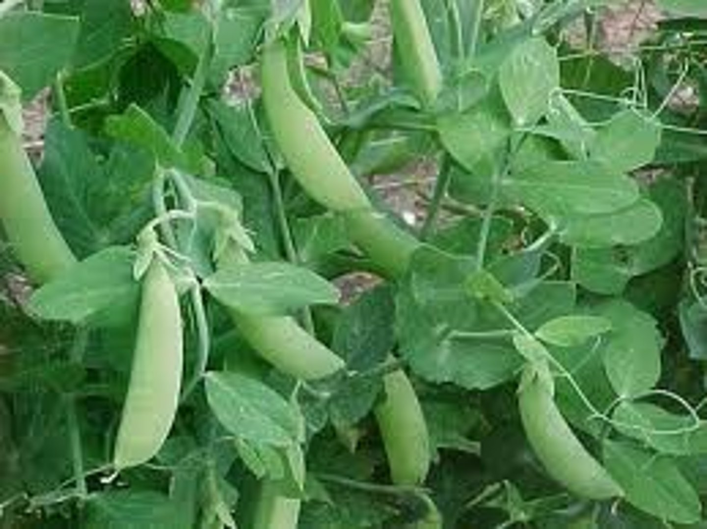 <p>1. easy to grow<br>2. exhibits many visual and observable traits<br>3. exhibits very little genetic variation<br>4. bears its fruits and flowers in the same year in which the seed is planted<br>5. produces a large number of seeds<br>6. it is monoecious having both male and female parts and hence can be easily self-fertilized</p>