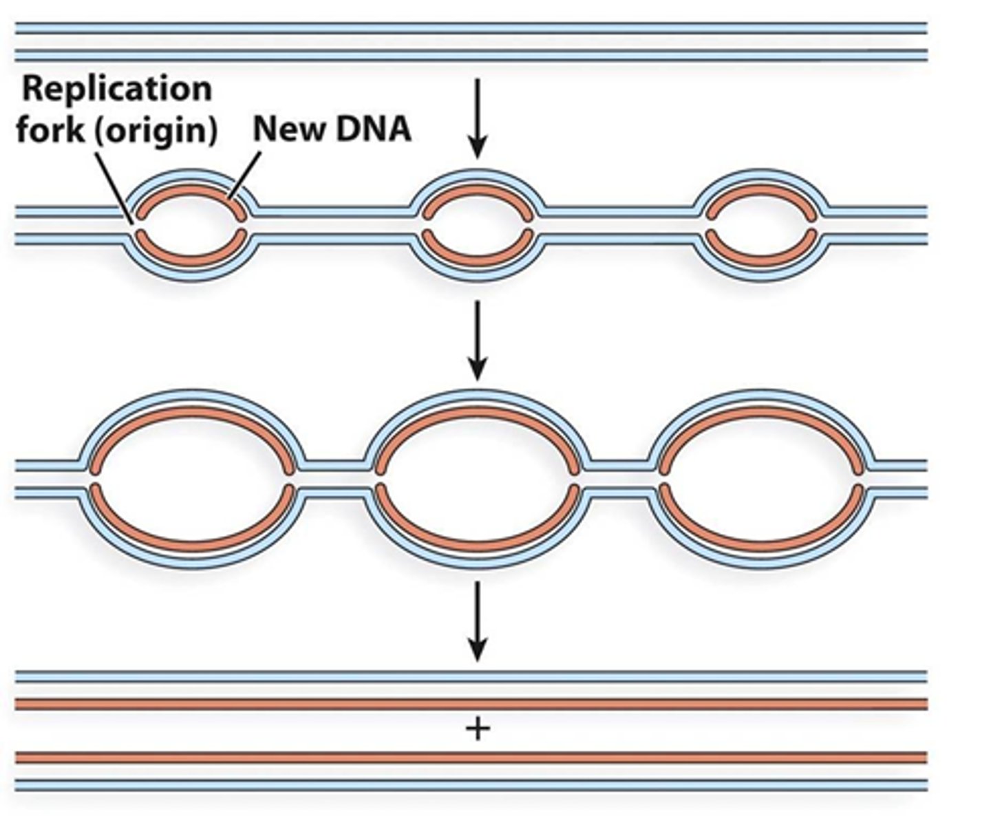 <p>Yes, this is due to the size of chromosomes</p>