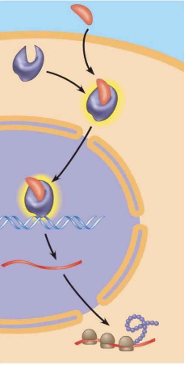 <p>- located inside cell (or even inside nucleus)</p><p>- ligand will have to penetrate the plasma membrane (lipid-soluble) to reach its receptor</p><p>- ligand binding induces gene transcription </p>