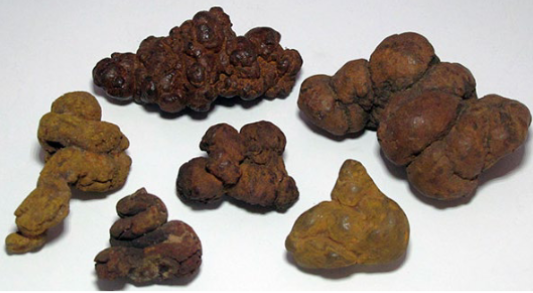 <p>Fossilized feces</p>