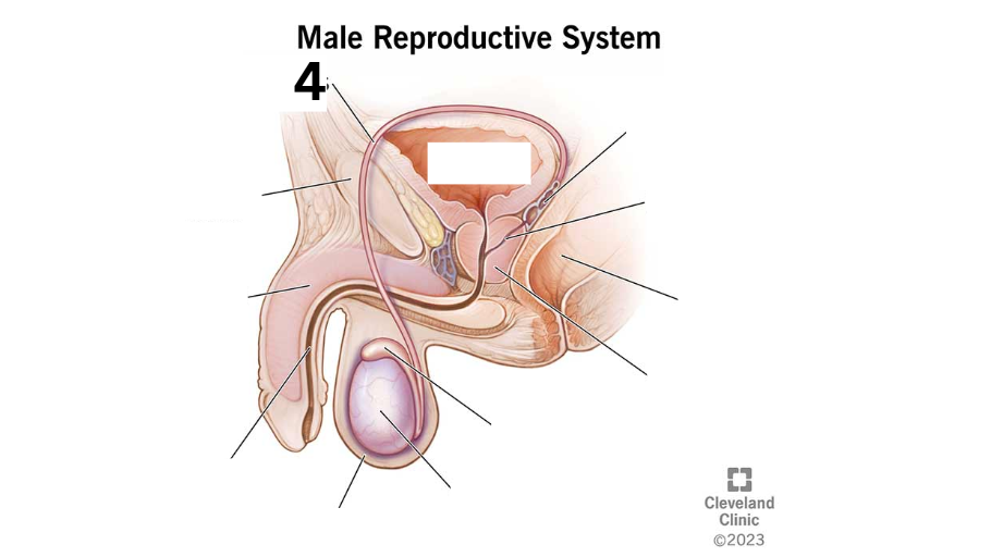 <p>Identity this male reproductive system (marked with 4)</p>