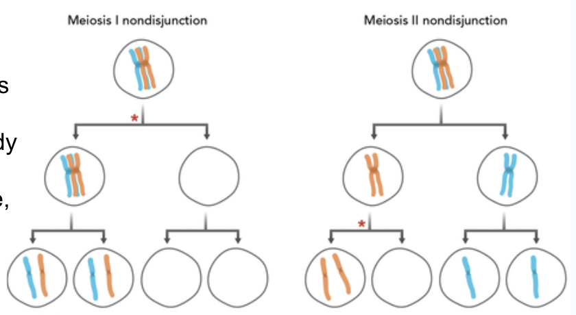 <p>Failure of chromosomes to separate in meiosis; leads to aneuploidy (extra or missing chromosomes)</p><p></p>