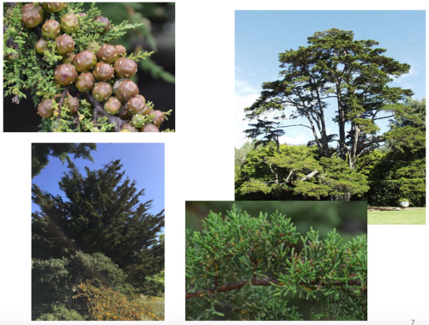 <p>Monterey cypress</p>