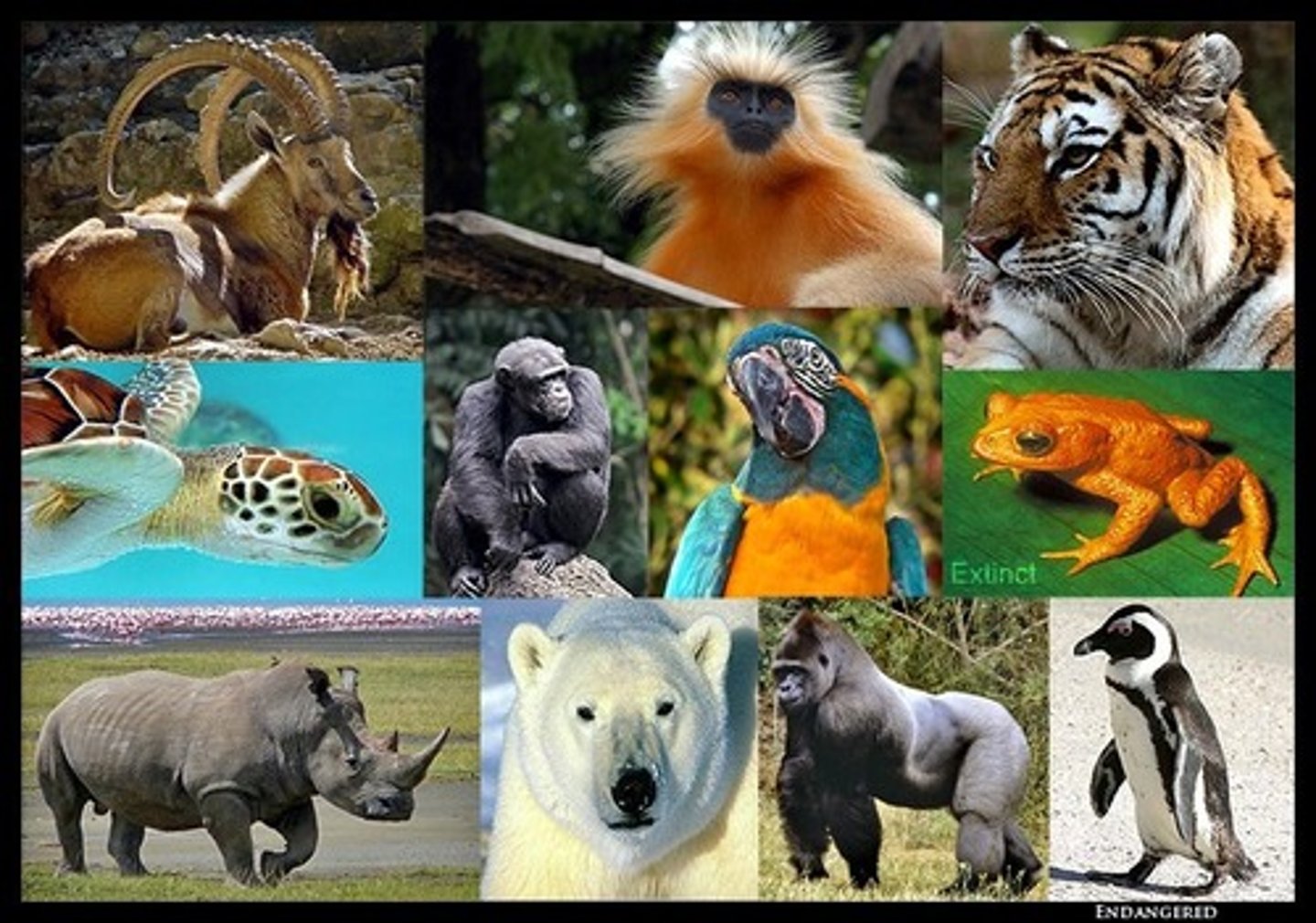<p>bans hunting, capturing, and selling of endangered and threatened species and regulates the international trade of these species</p>