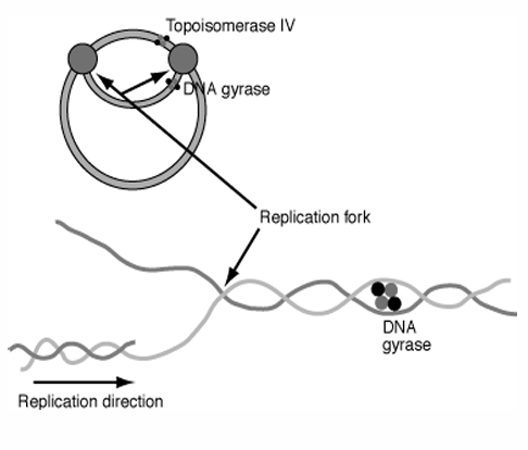 <p>-inhibit DNA synthesis</p><p>-inhibit the topoisomerases responsible for supercoiling DNA (DNA gyrase) and relaxing the supercoiled DNA (topoisomerase IV)</p><p>-examples: ciprofloxacin, levofloxacin, moxifloxacin</p>