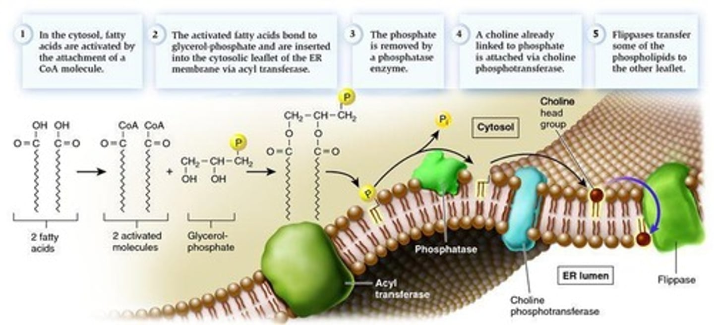 <p>Phospholipid synthesis occurs at the interface of the cytosol and the outer endoplasmic reticulum membrane.</p>