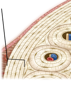 <p>Rings of compact bone that surround the entire outer compact bone surface; found immediately internal to bone periosteum</p>