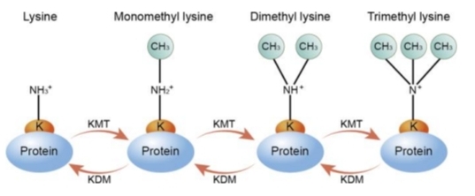 <p class="has-focus">1-3 grpm- méhyl sur Lys/Arg de H</p><p>enz HMT / HDM</p><p class="has-focus">↑V H , <s>charge</s><br>Activation ou répression : selon nbre/position<br></p>