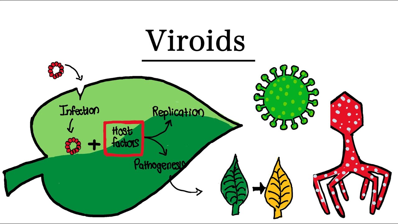 <ul><li><p>Infectious particles</p></li><li><p>Non-capsid</p></li><li><p>Circular RNA</p></li><li><p>Extremely small</p></li><li><p>Found in plants </p></li><li><p>Smaller RNA pieces</p></li></ul><p></p>