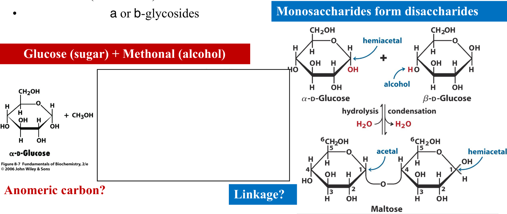 <ul><li><p>Also called glycans&nbsp;</p></li><li><p>Consist of monosaccharides linked together by <strong>glycosidic bonds&nbsp;</strong></p><ul><li><p>formation of glycosides: The anomeric carbon of a sugar combines (condenses) with an alcohol&nbsp;</p><ul><li><p>a or B-glycosides&nbsp;</p></li></ul></li></ul></li></ul><p></p><p></p>
