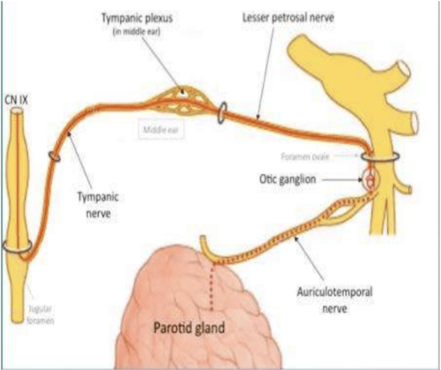 <p>Glossopharyngeal nerve</p>