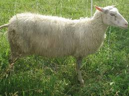 <p>prolific sheep breeds</p>