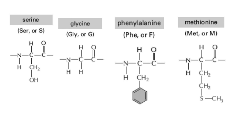 <p><span><span>Oligosaccharides are short sugar polymers that can become covalently linked to proteins and lipids through condensation reactions. These modified proteins and lipids are called glycoproteins and glycolipids, respectively. Within a protein, which of the amino acids (shown in Figure 2-3) is the most probable target for this type of modification?</span></span></p><p><span><span>A) phenylalanine</span></span></p><p><span><span>B) serine</span></span></p><p><span><span>C) glycine</span></span></p><p><span><span>D) methionine</span></span></p>