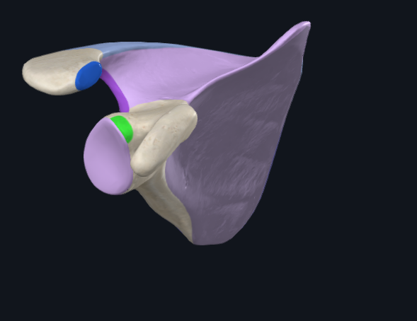 <p>What part is highlighted green</p>
