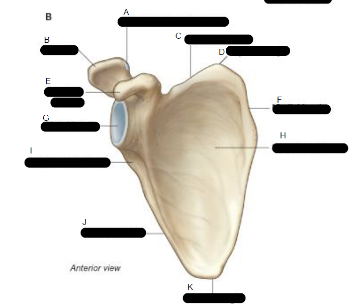 <p>Shoulder Blades ( Anterior view )</p>
