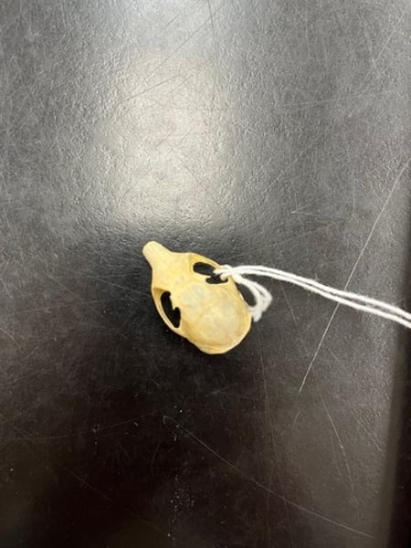 <p>- smallest squirrel skull</p><p>- 1/3 of pinky size</p><p>- 5 teeth w/ an anterior peg tooth</p>