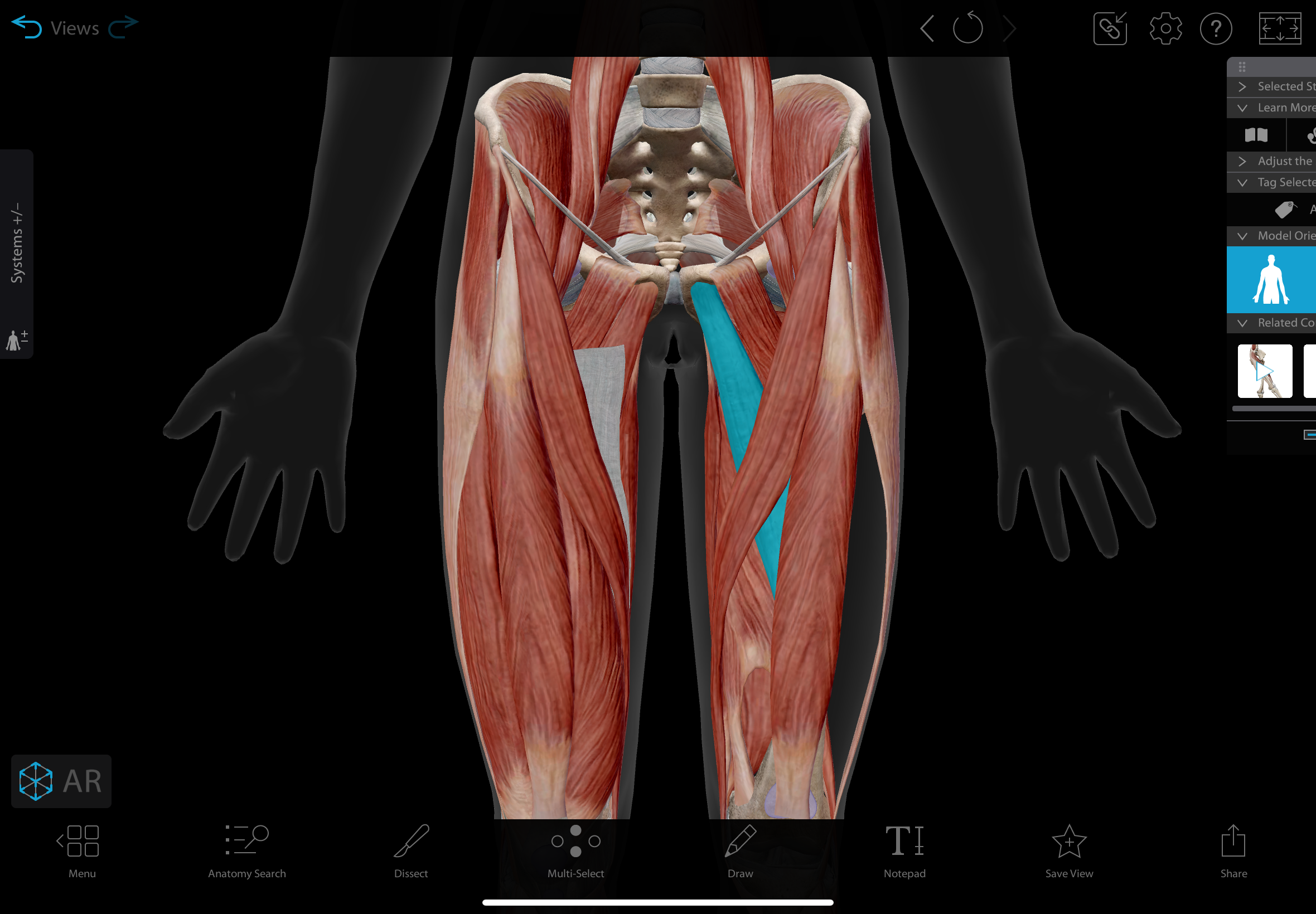 <p>Long and narrow muscle in the medial thigh</p><p></p><p>actions: adducts, medially rotates, & flexes teh hip</p><p>insertion: linea aspera of the femur</p><p>innervation: obturator nerve </p>