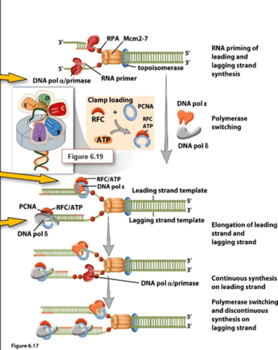 <p>-Alpha (α), delta (δ), epsilon (ε) = Nuclear DNA</p><p>~Translesional &amp; nuclear DNA</p><p>-Alpha (α): associates with primase to synthesize and RNA primer following by DNA nucleotides</p><p>-Epsilon (ε): synthesizes leading strand</p><p>-Delta (δ): synthesizes lagging strand</p><p>~ gamma (γ) = Mitochondrial DNA</p>