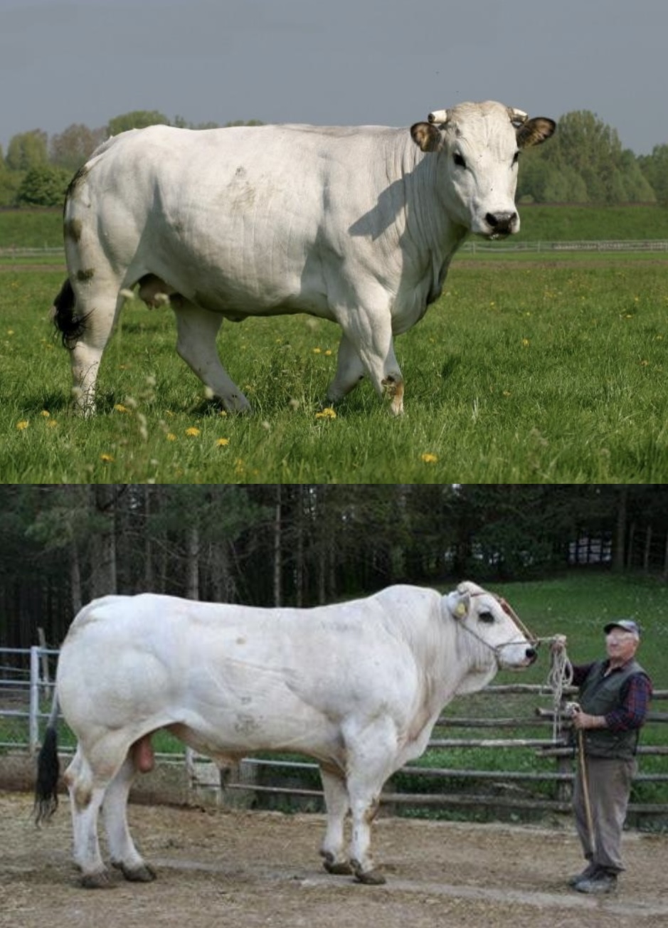 <ul><li><p>﻿They are quite the <u>largest cattle breed in the world</u>, with many bulls weighing over 4,000 pounds.</p></li><li><p>﻿They are noted for rapid growth and well ﻿﻿marbled, fine - textured meat.</p></li></ul>